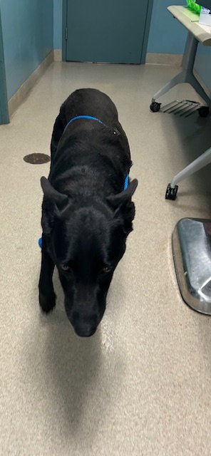 DOZER - German Shepherd Dog / Labrador Retriever available for adoption
