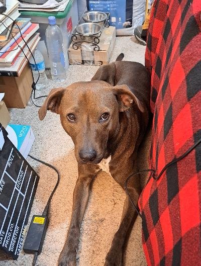 COCO - Labrador Retriever for adoption in Peoria