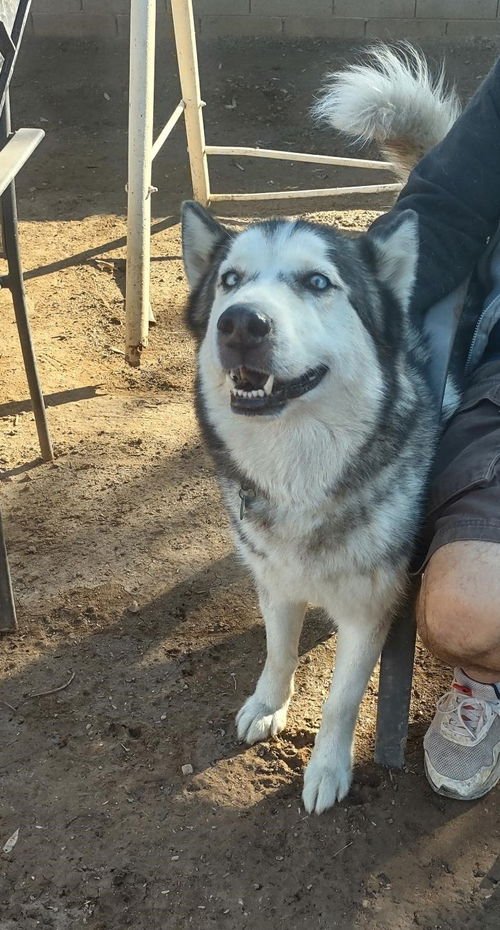 RALPH - Husky for adoption in Peoria