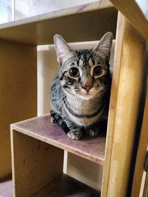 FANCY - American Shorthair available for adoption