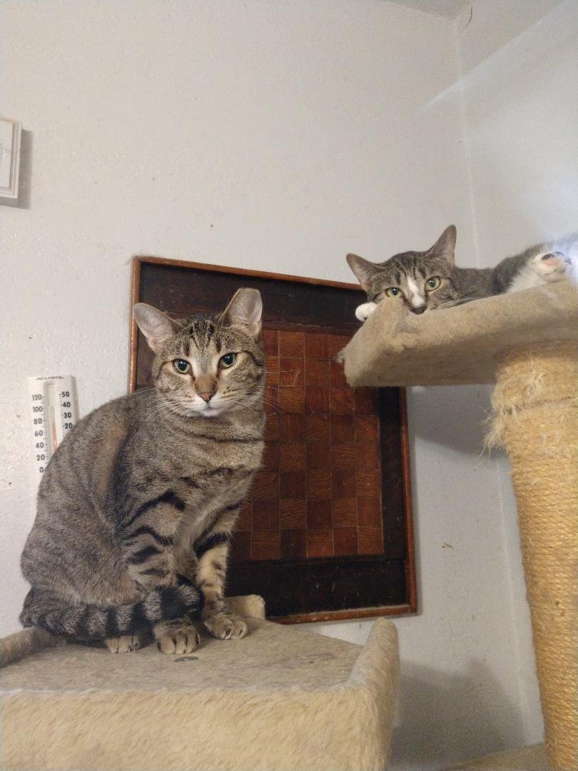 MILLIE - American Shorthair available for adoption