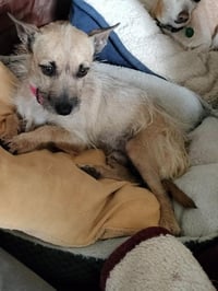Scrappy - Photo 3