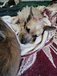 Scrappy - Photo 2