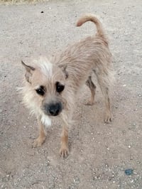 Scrappy - Photo 1