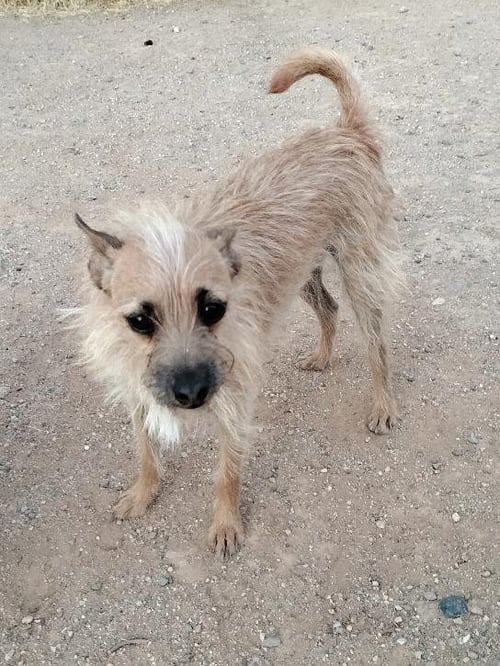 SCRAPPY - Terrier for adoption in Peoria