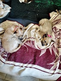 Scrappy - Photo 4
