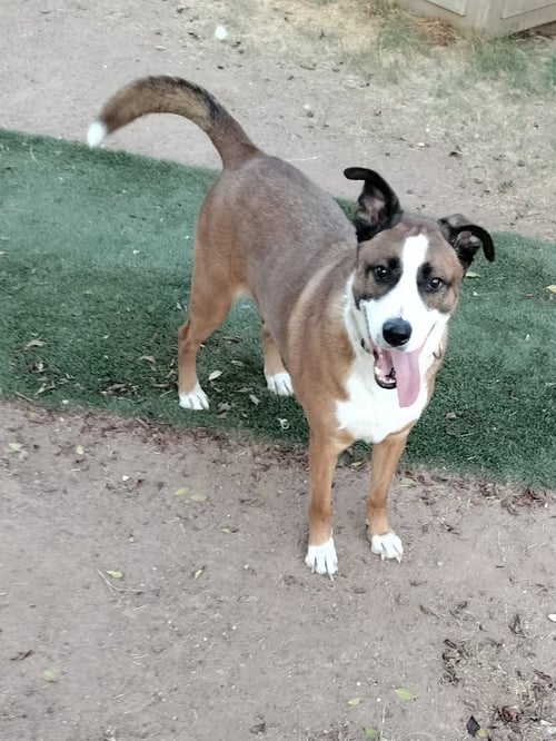 CAM LOKI - Retriever for adoption in Peoria