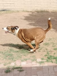 Cam Loki - Photo 2