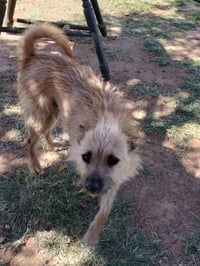 Stitch - Photo 2