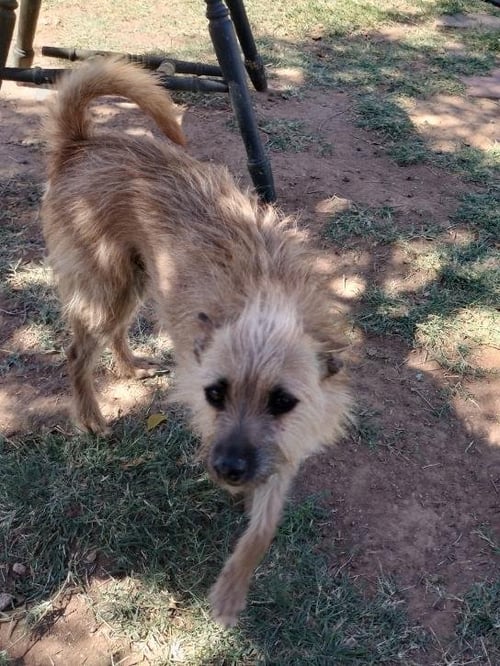 STITCH - Terrier available for adoption