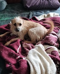 Stitch - Photo 3