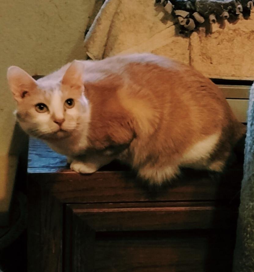 DEANO - American Shorthair available for adoption