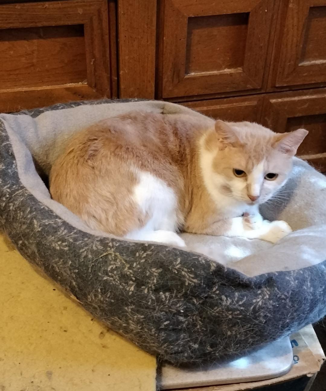 DEANO - American Shorthair available for adoption