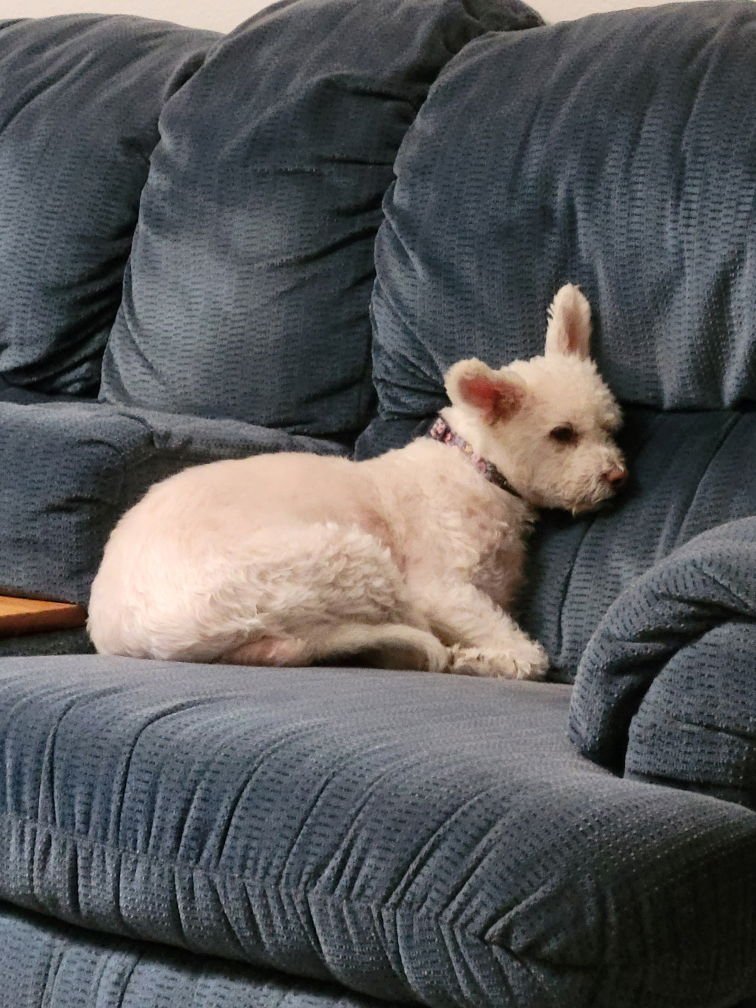 MOLLY - Maltese / Poodle (Miniature) available for adoption