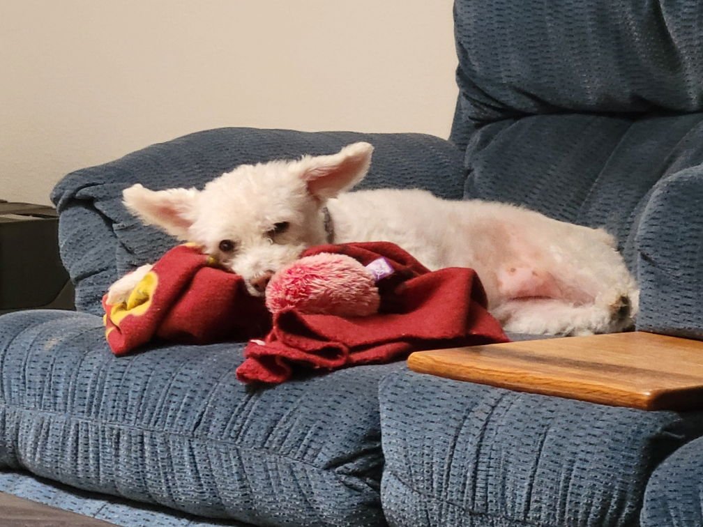 MOLLY - Maltese / Poodle (Miniature) available for adoption