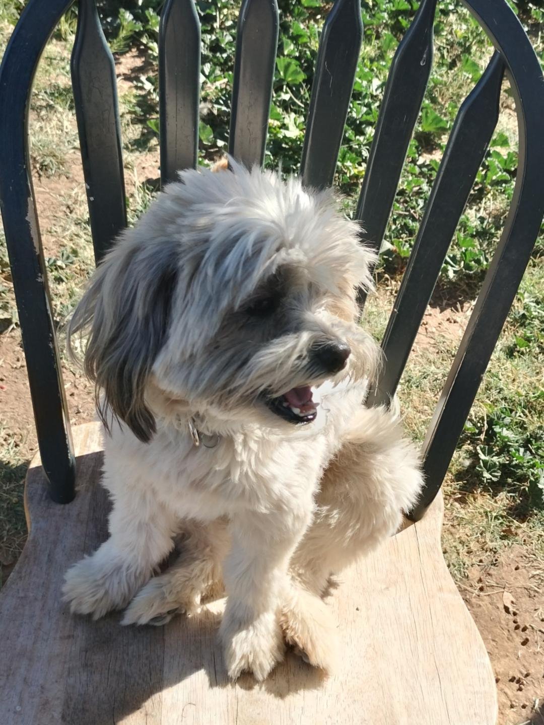 LEO - Poodle (Miniature) available for adoption