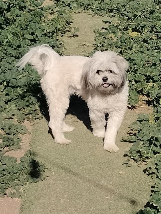 LEO - Poodle (Miniature) available for adoption