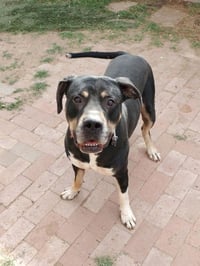 Draco - Photo 2