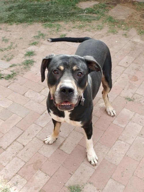 DRACO - Rottweiler available for adoption
