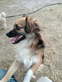 Pugsley - Photo 3