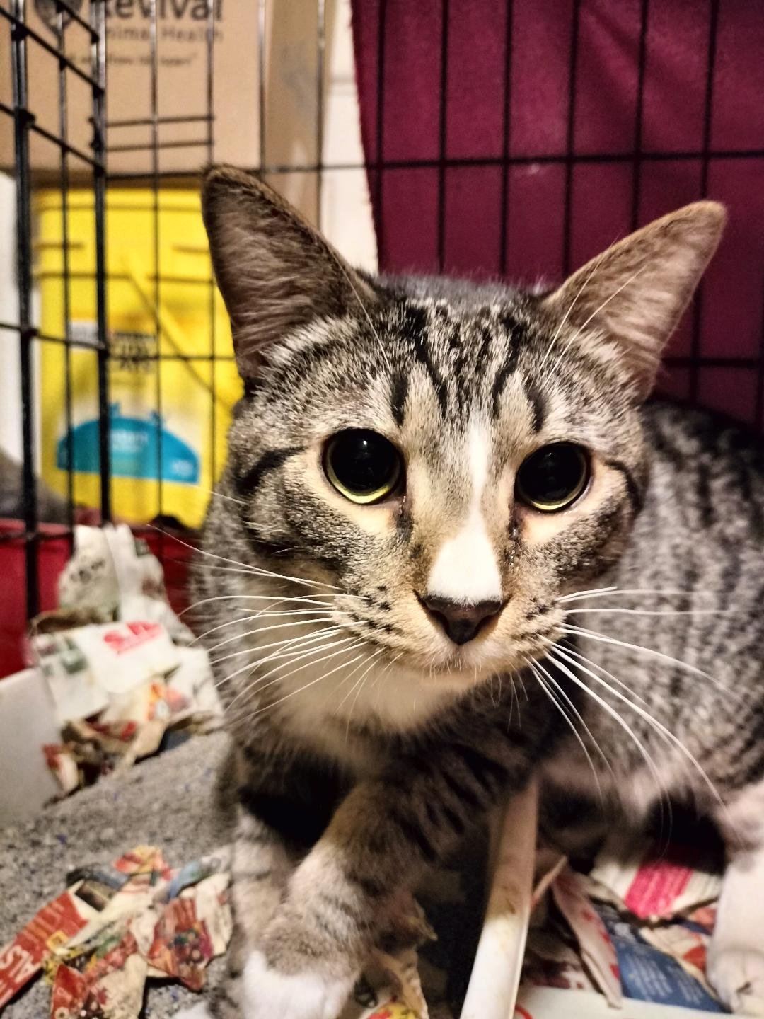 TABBY BOY - American Shorthair available for adoption