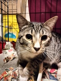 Tabby Boy - Photo 2