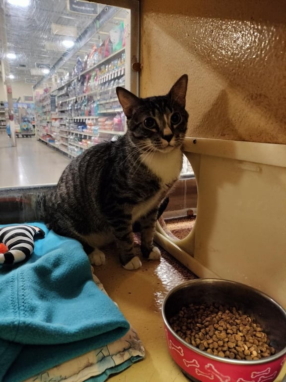 Tabby Boy Image