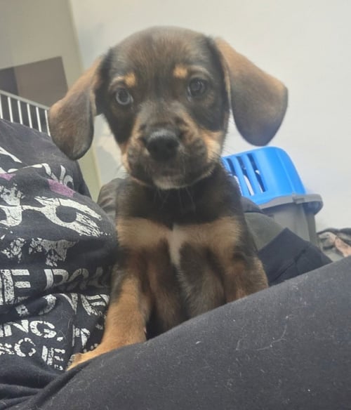 DARLA - Rottweiler available for adoption