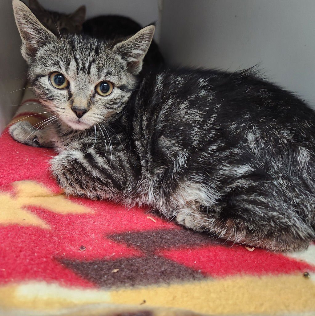 DELIAH - Domestic Short Hair available for adoption