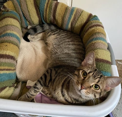 JACKSON - Domestic Short Hair available for adoption