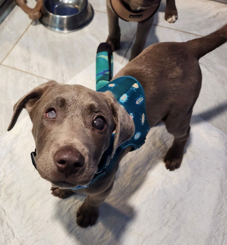 SHAGGY - Weimaraner / Labrador Retriever available for adoption