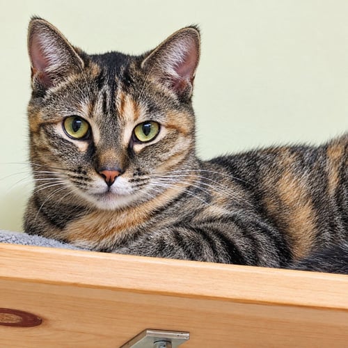 JOCI - Domestic Short Hair available for adoption