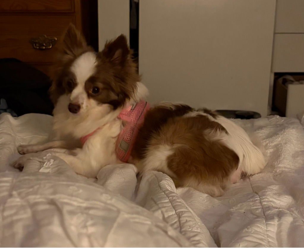 RAZZLE - Chihuahua available for adoption