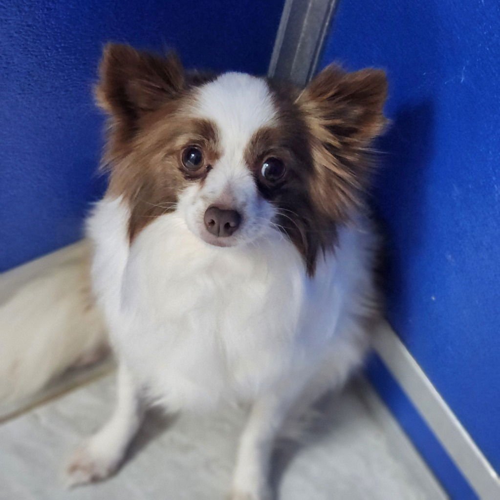 RAZZLE - Chihuahua available for adoption