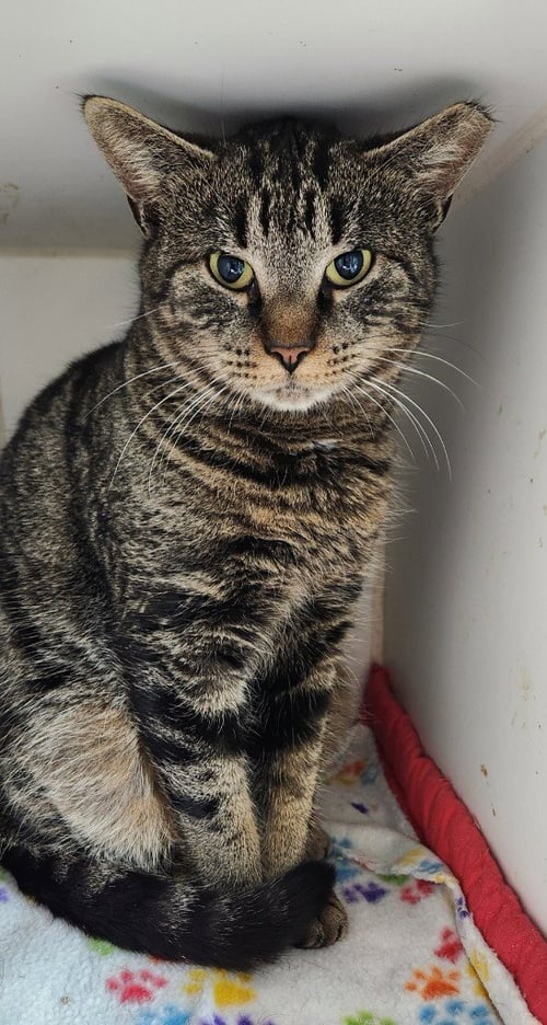JOSIE - Domestic Short Hair available for adoption