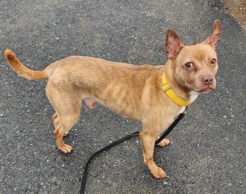 REGGIE - Terrier available for adoption