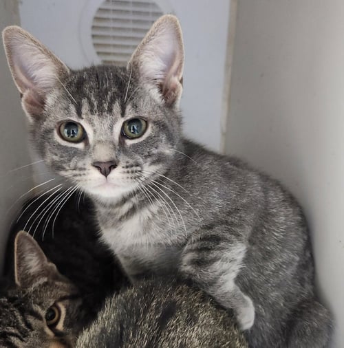 BONNIE - Domestic Short Hair available for adoption