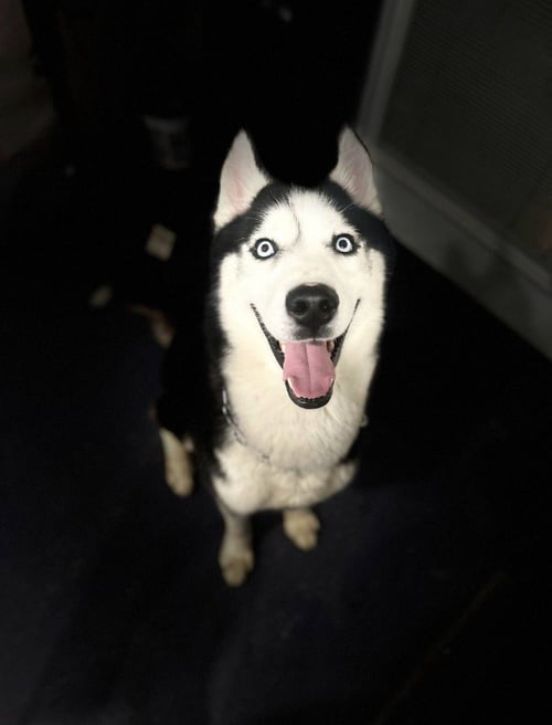LOKI - Husky available for adoption