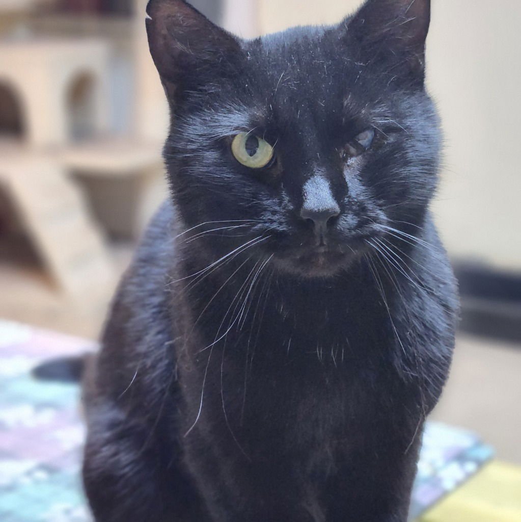 LYNX - Domestic Short Hair available for adoption