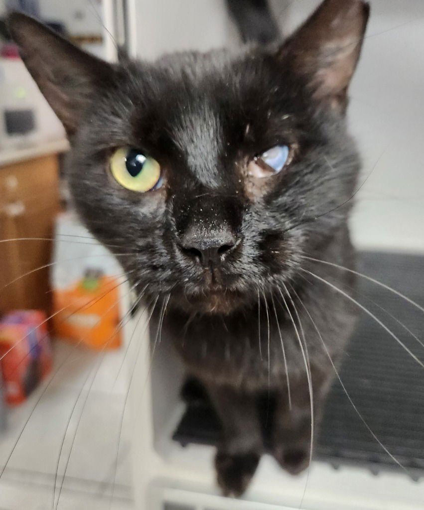 LYNX - Domestic Short Hair available for adoption