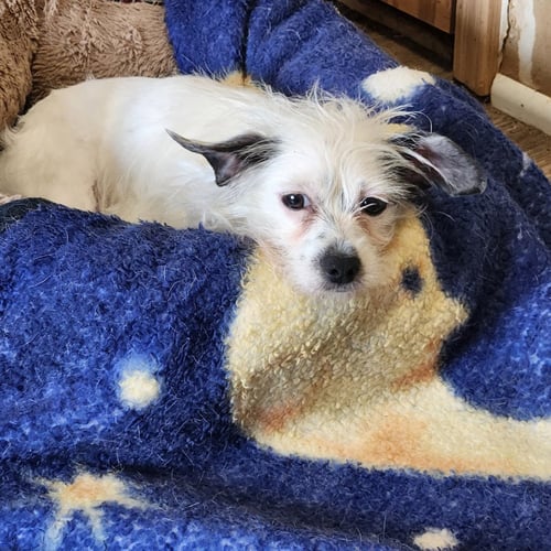 MINNIE - Chinese Crested-Hairless / Chihuahua for adoption in Allentown