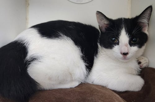 LILY - Domestic Short Hair available for adoption