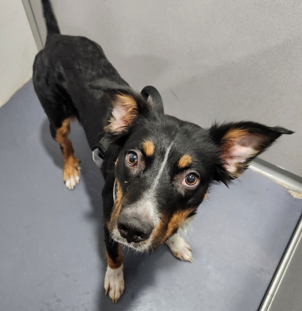 SAILOR - Australian Shepherd available for adoption