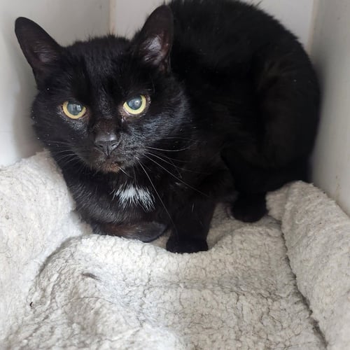 TEX - Domestic Medium Hair available for adoption