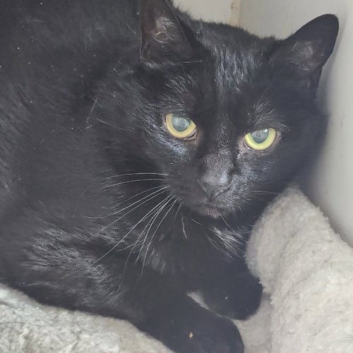 TEX - Domestic Medium Hair available for adoption