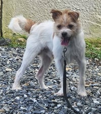 Toby - Photo 2