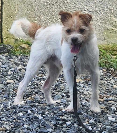 TOBY - Shih Tzu available for adoption