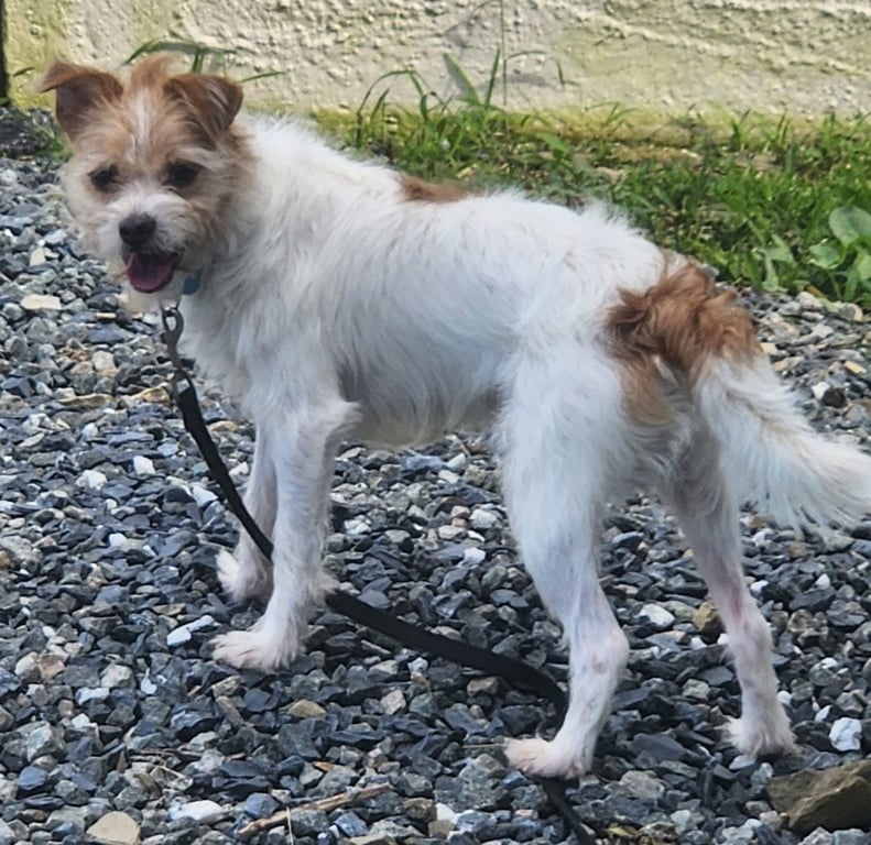 Toby Image