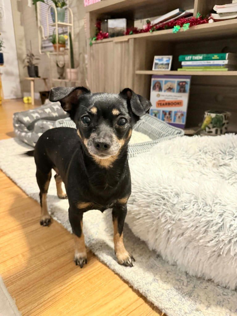 MAGGIE - Chihuahua available for adoption