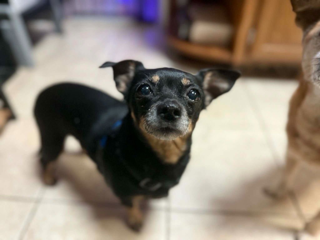 MAGGIE - Chihuahua available for adoption